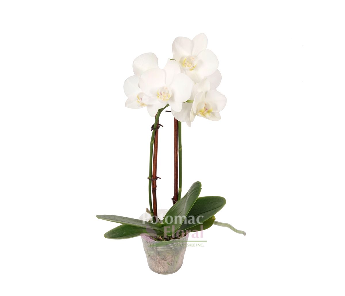 Phalaenopsis Orchid Plant 4" White Mini, Potomac Floral Wholesale